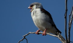 Polihierax semitorquatus