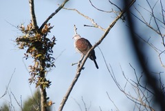 Ducula badia