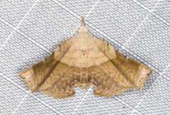 Esthlodora versicolor