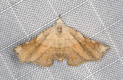 Esthlodora versicolor