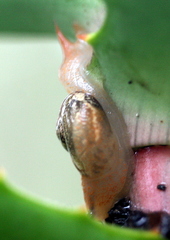 Urocyclidae