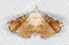 Esthlodora versicolor