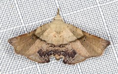 Esthlodora versicolor