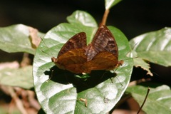 Euriphene