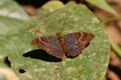 Euriphene