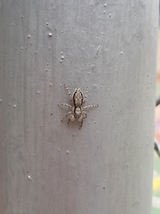 Menemerus bivittatus