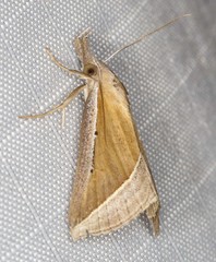 Hypena conscitalis