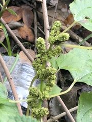 Boehmeria cylindrica
