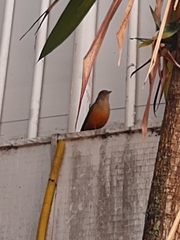 Turdus rufiventris