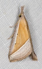 Hypena conscitalis
