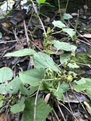 Boehmeria cylindrica