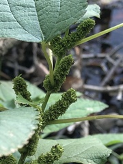 Boehmeria cylindrica