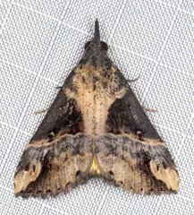 Dichromia quinqualis