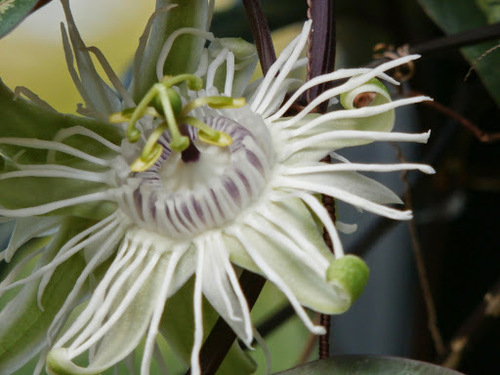 Passiflora tricuspis