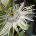 Passiflora tricuspis - Photo (c) 106611639464075912591, some rights reserved (CC BY-NC-SA), uploaded by 106611639464075912591