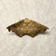 Polyacme dissimilis