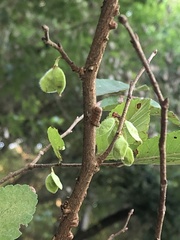 Ulmus crassifolia