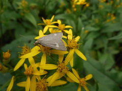 Udea alpinalis