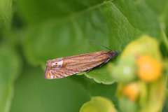 Lathronympha strigana