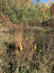Silphium terebinthinaceum