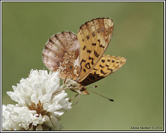 Boloria epithore
