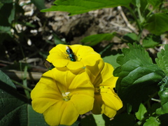 Calloceratina