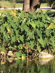 Colocasia esculenta