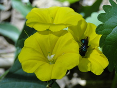 Calloceratina