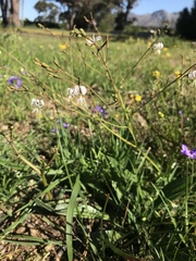 Trachyandra flexifolia