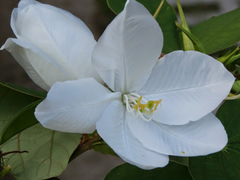 Bauhinia acuminata