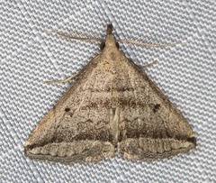 Lysimelia lenis