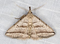 Lysimelia lenis