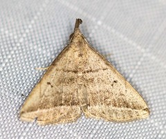 Lysimelia lenis