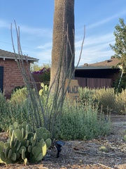 Fouquieria splendens