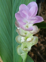 Curcuma petiolata