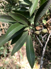 Magnolia compressa