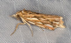 Meyrickella torquesauria