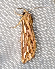 Meyrickella torquesauria