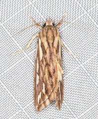 Meyrickella torquesauria