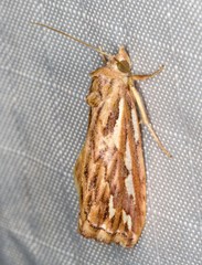 Meyrickella torquesauria