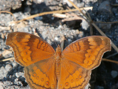 Junonia hedonia ida