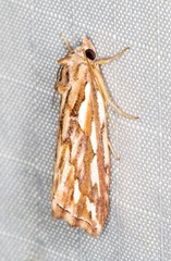 Meyrickella torquesauria