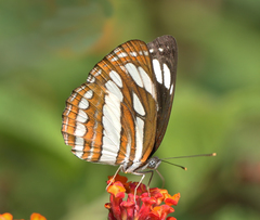 Neptis hylas varmona