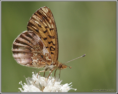 Boloria epithore
