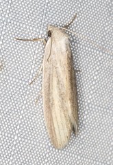 Prionopterina grammatistis