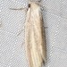 Prionopterina grammatistis - Photo (c) Ian McMillan, some rights reserved (CC BY-NC), uploaded by Ian McMillan