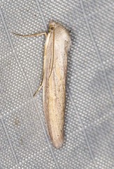 Prionopterina grammatistis