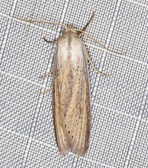 Prionopterina grammatistis