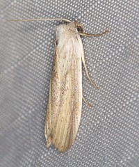 Prionopterina grammatistis