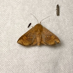 Canaea hyalospila